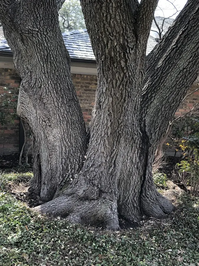 Mature heritage tree close to a Richmond Hill property cared for by certified arborists